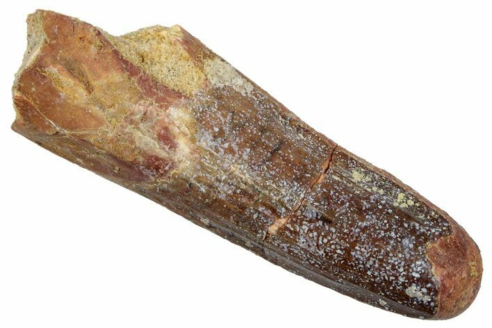 Fossil Spinosaurus Tooth - Feeding Worn Tip #345428